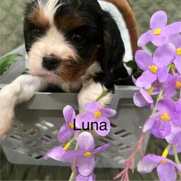 Luna - Tri-color female Cavalier King Charles Spaniel puppy in Pearl River, New York from Cooltomin Cavaliers