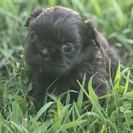 Curly - Liver male Shih Tzu puppy in Hendersonville, Tennessee from Peekaboo Farms
