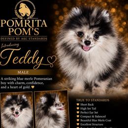 Teddy - Blue merle male Pomeranian puppy in North Port, Florida from POMRITA POM’S
