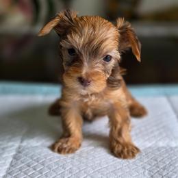 Gold Boy 2 - Chocolate, tan and white male Yorkshire Terrier puppy in Aiken, South Carolina from Sio's Yorkies