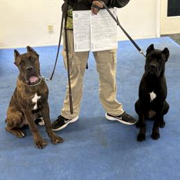 Cane Corso Puppies from Lionheart Cane Corso
