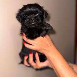 King - Tricolor male Shih Tzu puppy in Monrovia, California from Sunrise Shihtzu Blossom