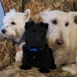 Scottish Terriers from Lynn's Scottish Terriers