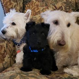Scottish Terriers from Lynn's Scottish Terriers