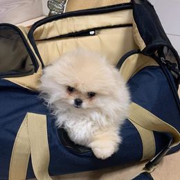 Pomeranian Puppies from Halo Poms