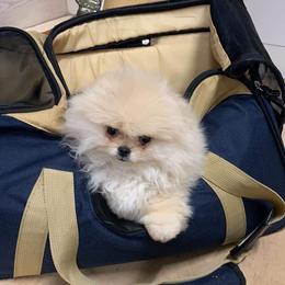Pomeranian Puppies from Halo Poms