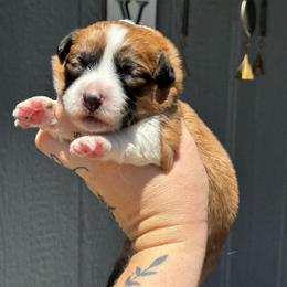 Apollo - Red and white male American Corgi puppy in East Oakdale, California from Rhettro Kennels