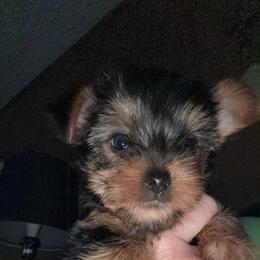 Yorkshire Terrier puppies from RJ’S Classy Yorkies