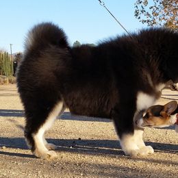 Tibetan Mastiff Puppies from DRAKYI TIBETAN MASTIFFS