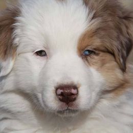 Australian Shepherd Puppies from Big Sky Aussies