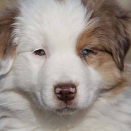 Australian Shepherd Puppies from Big Sky Aussies