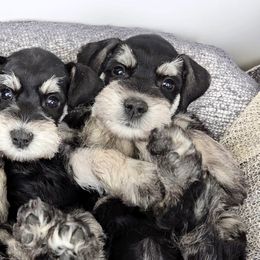 Miniature Schnauzer Puppies from Halo Schnauzer