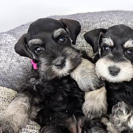 Miniature Schnauzer Puppies from Halo Schnauzer