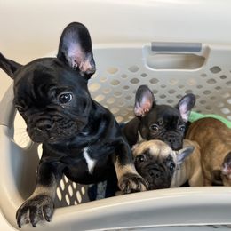 French Bulldog Puppies from Stratton Kennel