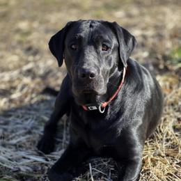 Ellie - Labrador Retriever