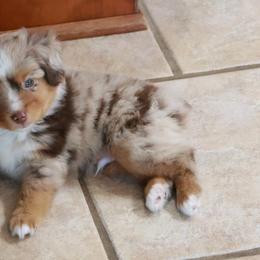 Forest - Red merle male Toy Australian Shepherd puppy in Albia, Iowa from J Bar M Toy and Mini Aussies