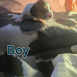 Cookie ... Leo - Piebald male Dachshund puppy in Hollis, Oklahoma from Write Breed Doxies