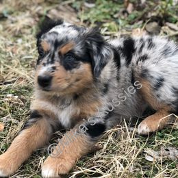 Australian Shepherd Puppies from Mika’s Aussies