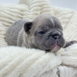 Aster - Tricolors male French Bulldog puppy in Campbell Hall, New York from Charlie’s Frenchies
