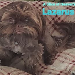 Shih Tzus from A Slice of Heaven's Shih Tzus