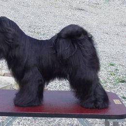 Tibetan Terrier All Grown Up from Kham Ra Tibetan Terriers