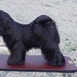 Tibetan Terrier All Grown Up from Kham Ra Tibetan Terriers