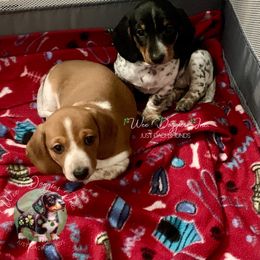 Dachshund Puppies from Wee Doggies Inc Just Dachshunds