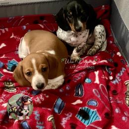 Dachshund Puppies from Wee Doggies Inc Just Dachshunds