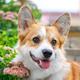 Pembroke Welsh Corgi