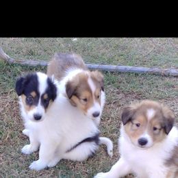 Collie Puppies from Country Haven Collies