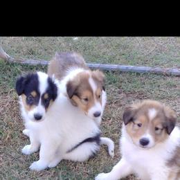Collie Puppies from Country Haven Collies