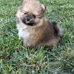 Pomeranian Puppies from Tinkerpoms