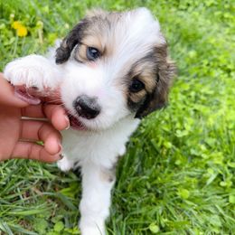 Aussiedoodle Puppies from Pawsome Aussie Doodles