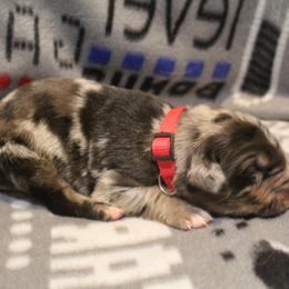 Border Collie, Golden Retriever, and Sporty Mix Puppies from Kreger's K9s