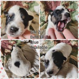 Girl 2 - Blue female Australian Cattle Dog puppy in Bradford, Arkansas from Cedar Rock Heelers and Kelpies