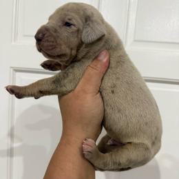 Tom Buchanan - Merle male Great Dane puppy in Florida from Beachside Kennels