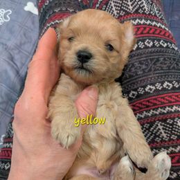 Yellow collar male - Gold and white male Shihpoo puppy in Williamsville, New York from Nell’s Doodle & Dolls