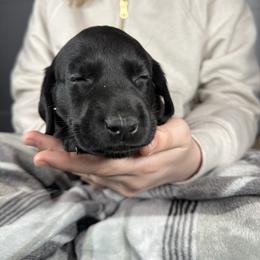 Angela - Black female Labrador Retriever puppy in Great Falls, Montana from Yogo Point Kennels