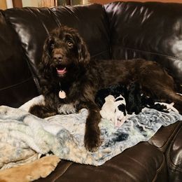 Gracie - Labradoodle