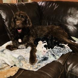 Gracie - Labradoodle