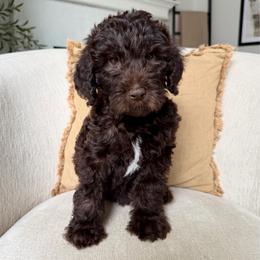 Onyx - Chocolate male Labradoodle puppy in Newark, Ohio from Raising Doodles