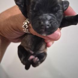 Macy - Black and tan brindle female Havanese puppy in Richmond, Texas from Marcia Hamlet