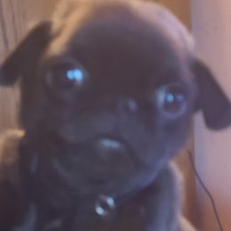 Pug Puppies from Morningsmile Kennels