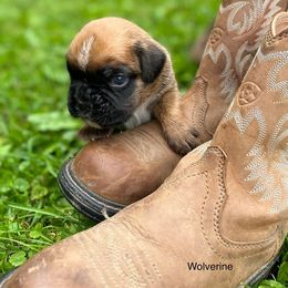 Boxer Puppies from Von Royal Dell’Infinite