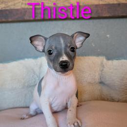Thistle - White and black female American Hairless Terrier puppy in Phoenix, Arizona from Bare Valley