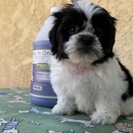 Puppy red - Black and white male Shih Tzu puppy in Downey, California from Cali shih tzu