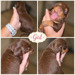 Sassy Doxiedoodle - Chocolate female Dachshund puppy in Strong, Arkansas from Dachshunds R Us
