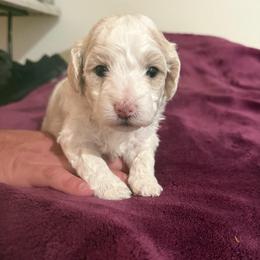 Katie - White female Maltipoo puppy in Santaquin, Utah from Willow & Wag Farm