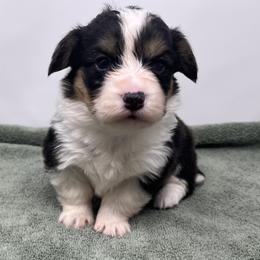 Midnight (fluffy) - Black and tan female Pembroke Welsh Corgi puppy in Waco, Texas from The Comma Corgis