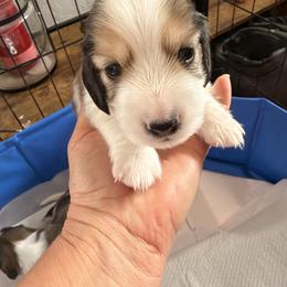 Dachshund Puppies from Dianna Eaves